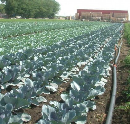 Agricultorii români vor primi în continuare plăţi pe suprafaţă, nu pe fermă